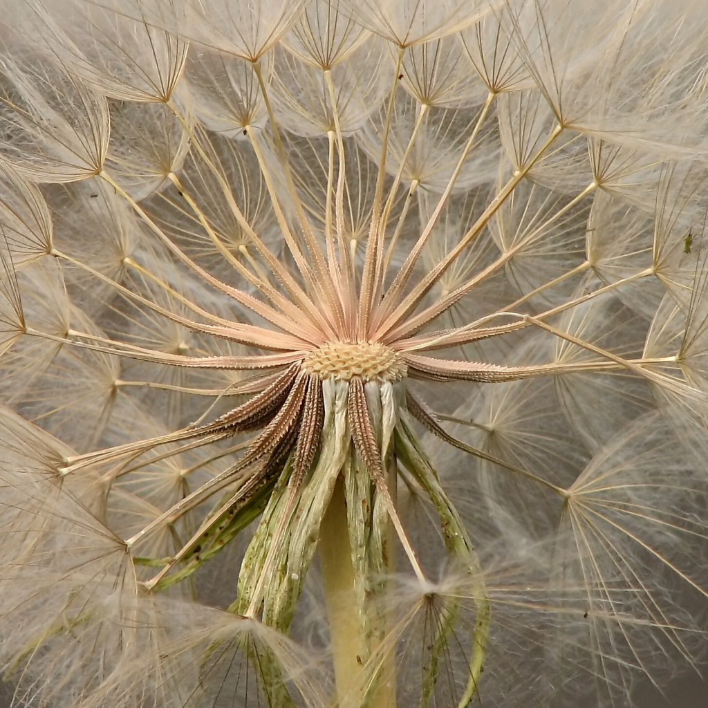 Gone to Seed jigsaw puzzle in Macro puzzles on TheJigsawPuzzles.com
