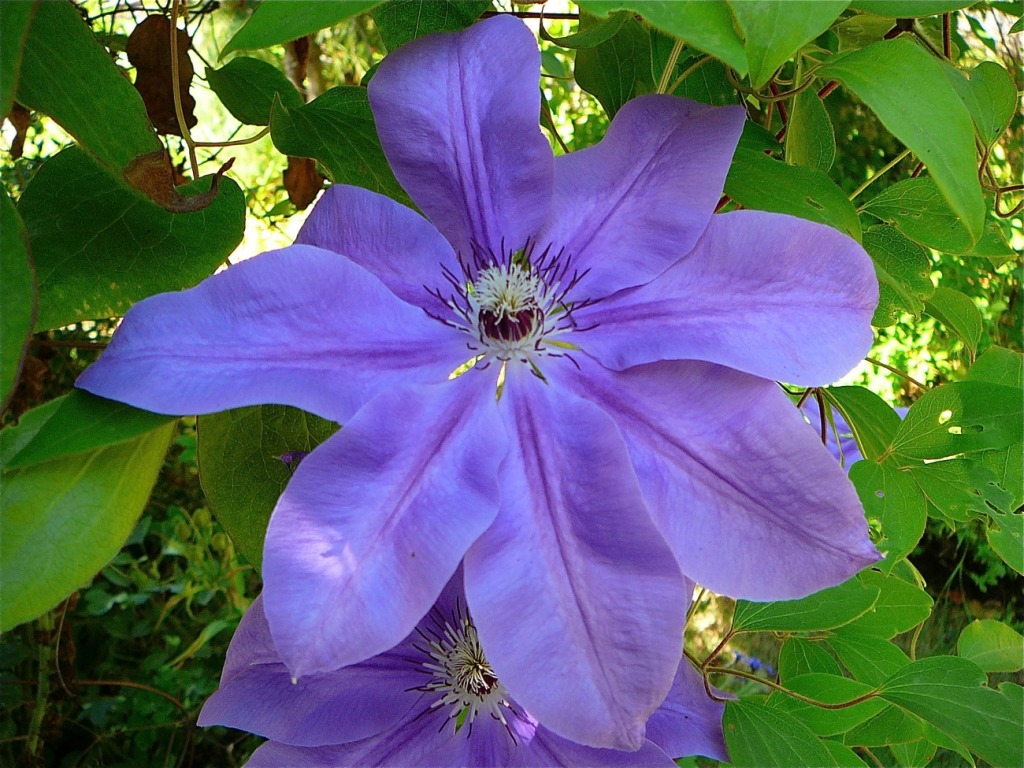 Clematis jigsaw puzzle in Flowers puzzles on TheJigsawPuzzles.com