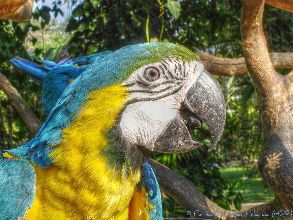 Blue-and-yellow Macaw jigsaw puzzle in Animals puzzles on TheJigsawPuzzles.com