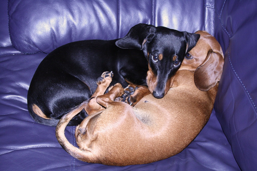 Snuggling Up jigsaw puzzle in Animals puzzles on TheJigsawPuzzles.com