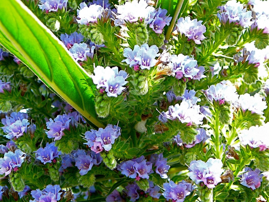 Echium jigsaw puzzle in Flowers puzzles on TheJigsawPuzzles.com