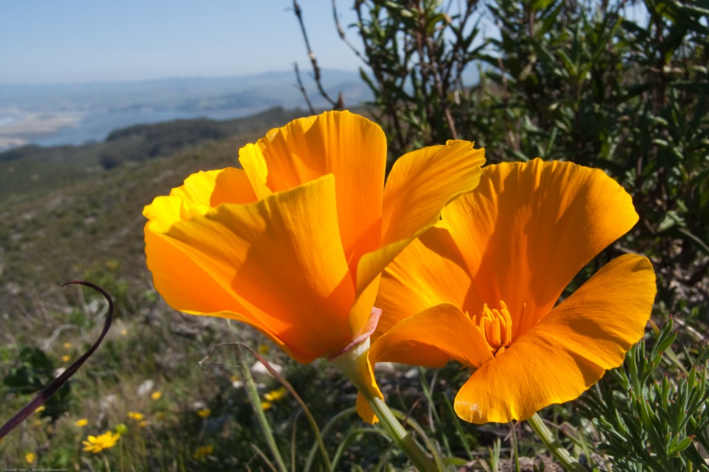 California Poppy jigsaw puzzle in Flowers puzzles on TheJigsawPuzzles.com