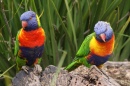 Rainbow Lorikeet