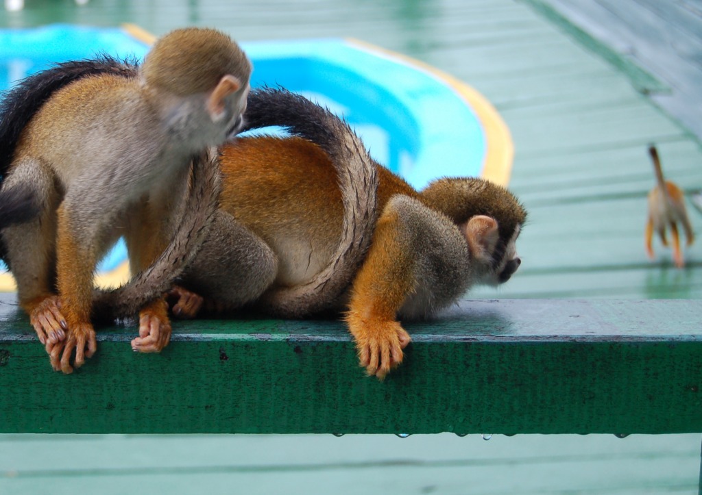 Squirrel Monkeys jigsaw puzzle in Animals puzzles on TheJigsawPuzzles.com