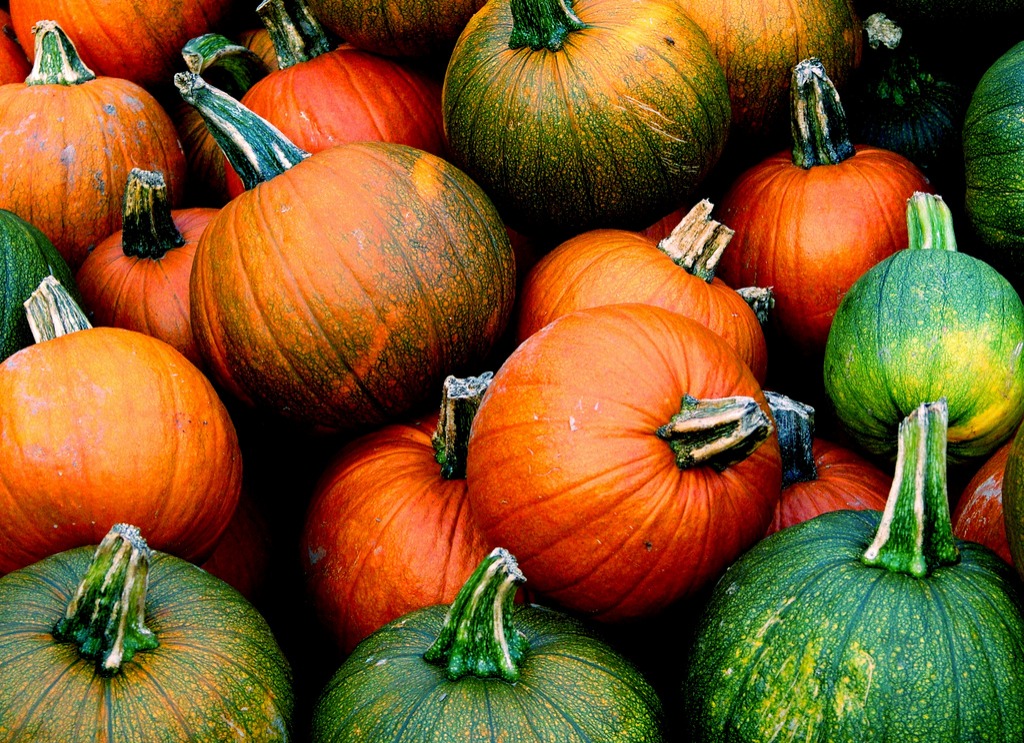 Pumpkins jigsaw puzzle in Fruits & Veggies puzzles on TheJigsawPuzzles.com