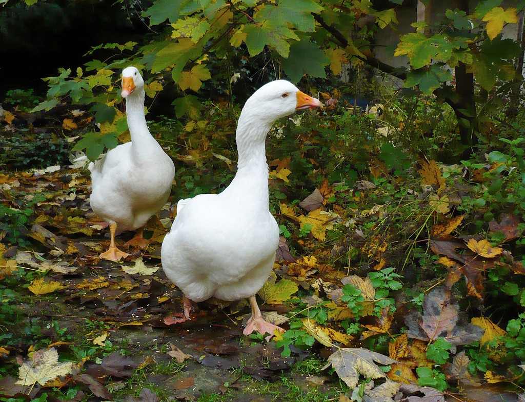 Pretty Couple jigsaw puzzle in Animals puzzles on TheJigsawPuzzles.com