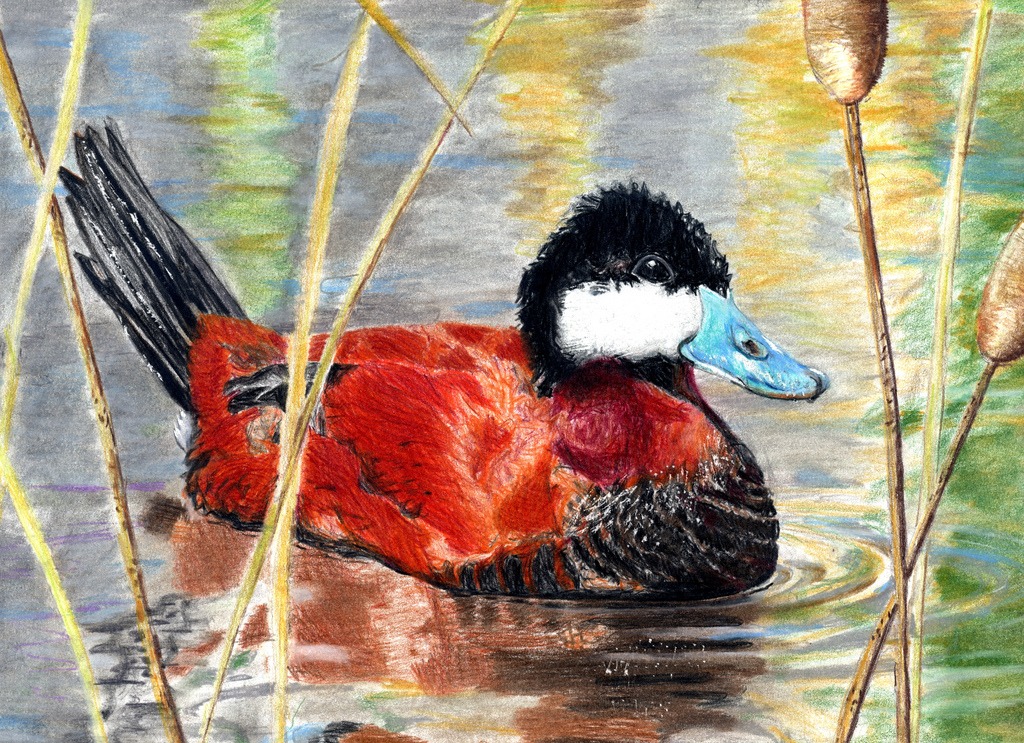 Duck Stamp Art Contest jigsaw puzzle in Animals puzzles on TheJigsawPuzzles.com