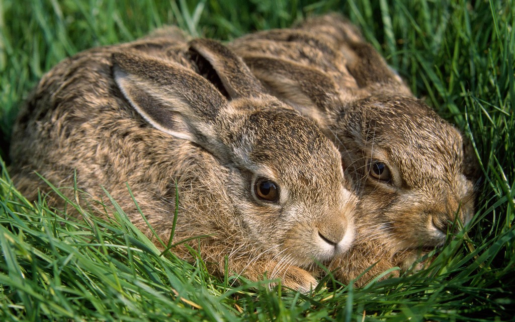 Rabbits jigsaw puzzle in Animals puzzles on TheJigsawPuzzles.com